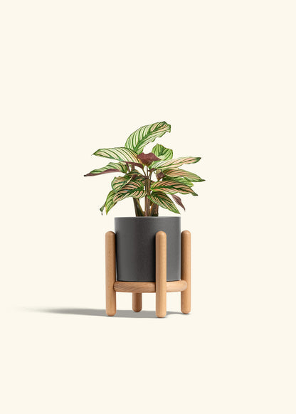 Calathea White Star in a 4 inches Charcoal Classic Cylinder Planter in a Beech Wood Stand