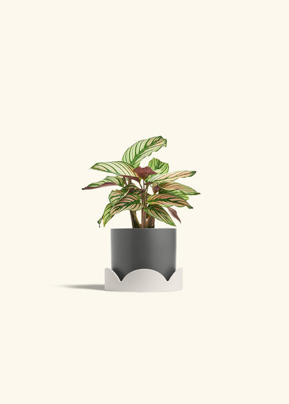 Calathea White Star in a 4 inches Charcoal Classic Cylinder Planter in a Oat Petal Drip Tray