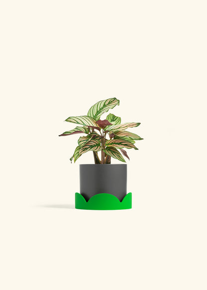 Calathea White Star in a 4 inches Charcoal Classic Cylinder Planter in a Shamrock Petal Drip Tray