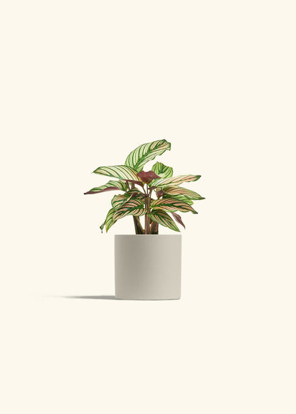 Calathea White Star in a 4 inches Oat Classic Cylinder Planter 