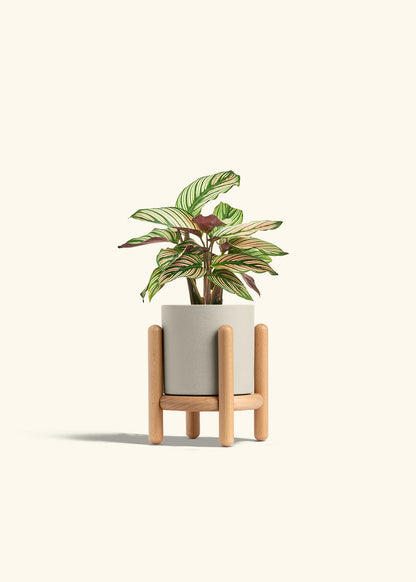 Calathea White Star in a 4 inches Oat Classic Cylinder Planter in a Beech Wood Stand