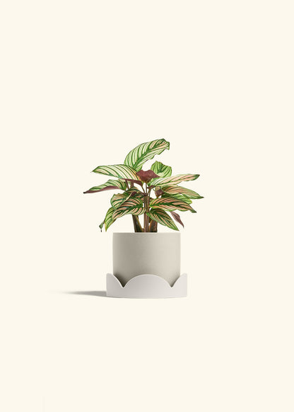 Calathea White Star in a 4 inches Oat Classic Cylinder Planter in a Oat Petal Drip Tray