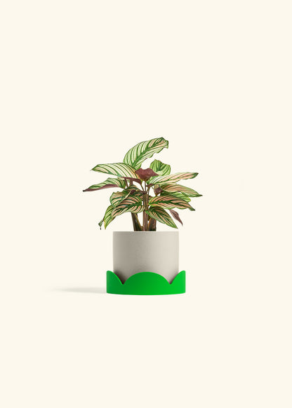 Calathea White Star in a 4 inches Oat Classic Cylinder Planter in a Shamrock Petal Drip Tray
