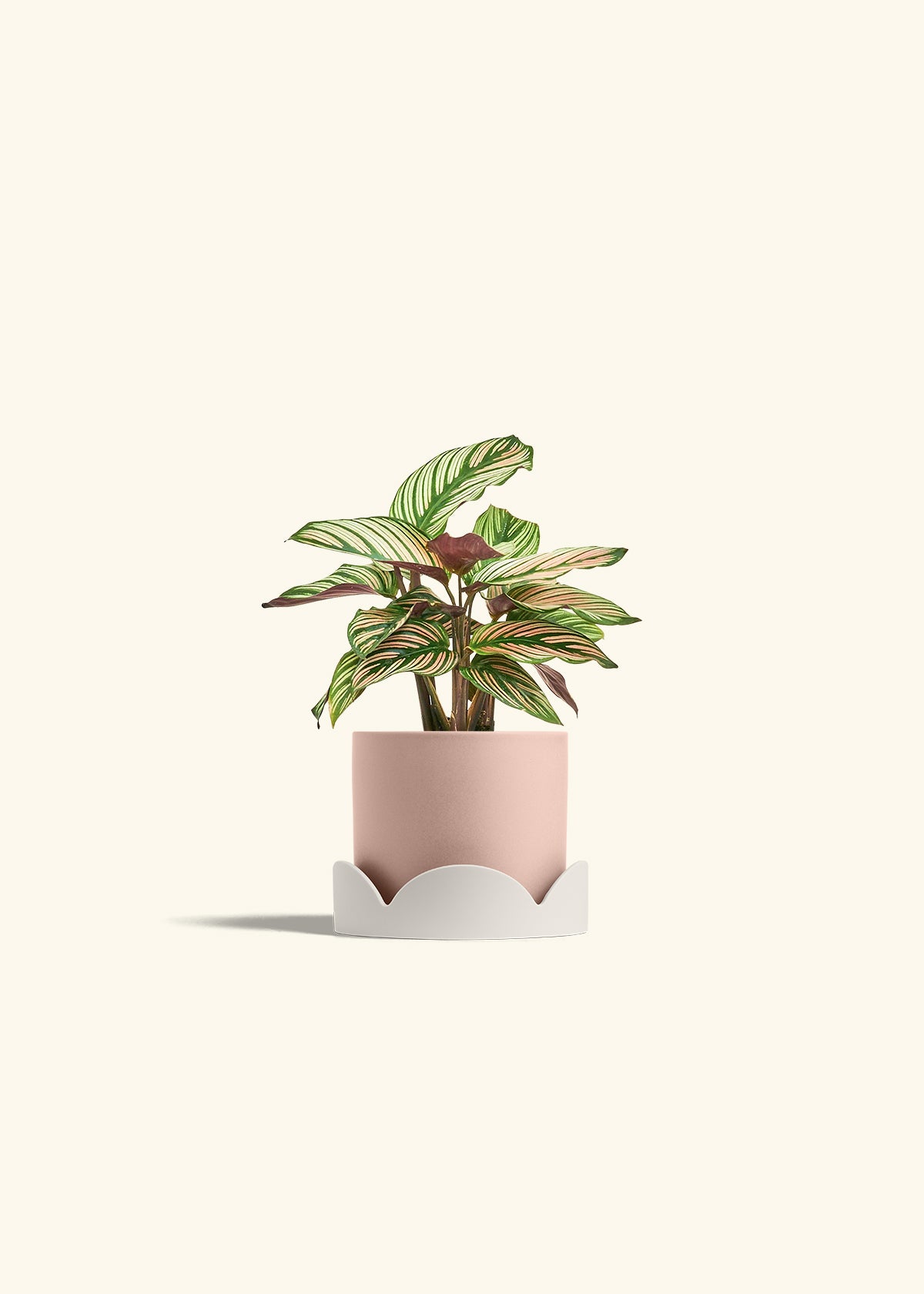 Calathea White Star in a 4 inches Pink Classic Cylinder Planter in a Oat Petal Drip Tray
