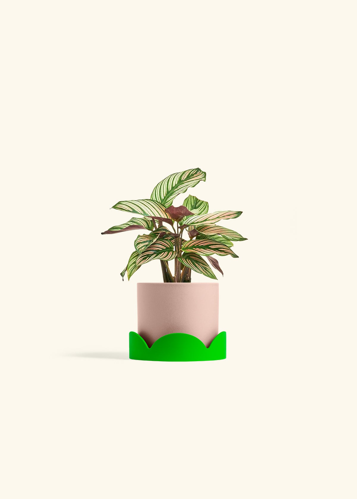 Calathea White Star in a 4 inches Pink Classic Cylinder Planter in a Shamrock Petal Drip Tray