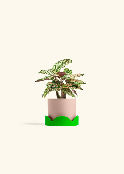 Calathea White Star in a 4 inches Pink Classic Cylinder Planter in a Shamrock Petal Drip Tray