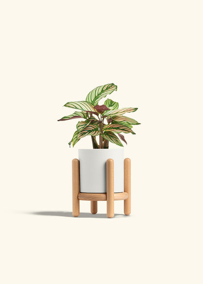 Calathea White Star in a 4 inches White Classic Cylinder Planter in a Beech Wood Stand