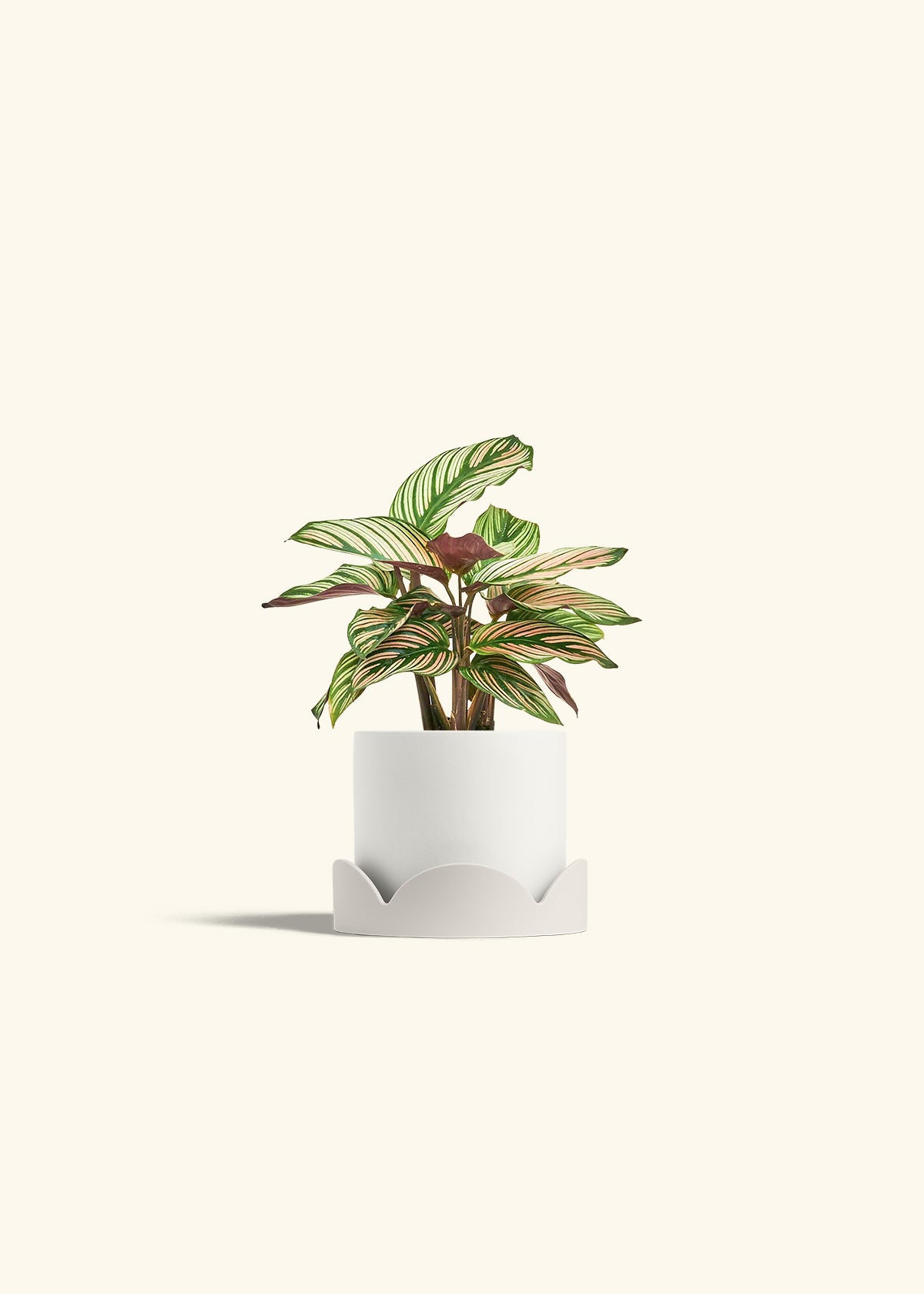 Calathea White Star in a 4 inches White Classic Cylinder Planter in a Oat Petal Drip Tray