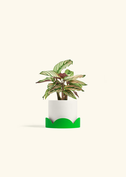 Calathea White Star in a 4 inches White Classic Cylinder Planter in a Shamrock Petal Drip Tray