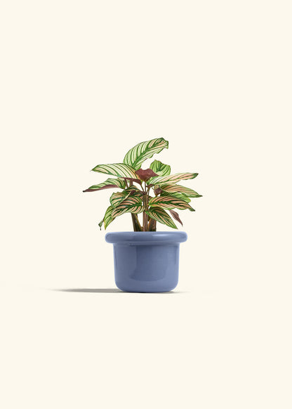 Calathea White Star in a 4 inches Fat Lip Blue Planter 