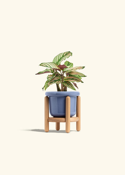 Calathea White Star in a 4 inches Fat Lip Blue Planter in a Beech Wood Stand