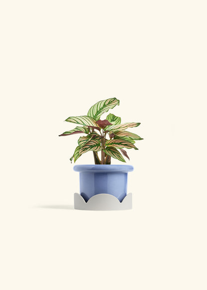 Calathea White Star in a 4 inches Fat Lip Blue Planter in a Oat Petal Drip Tray