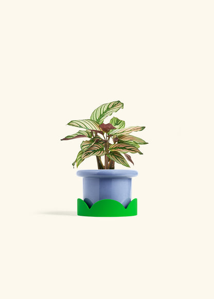 Calathea White Star in a 4 inches Fat Lip Blue Planter in a Shamrock Petal Drip Tray