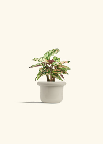Calathea White Star in a 4 inches Fat Lip Oat Planter 