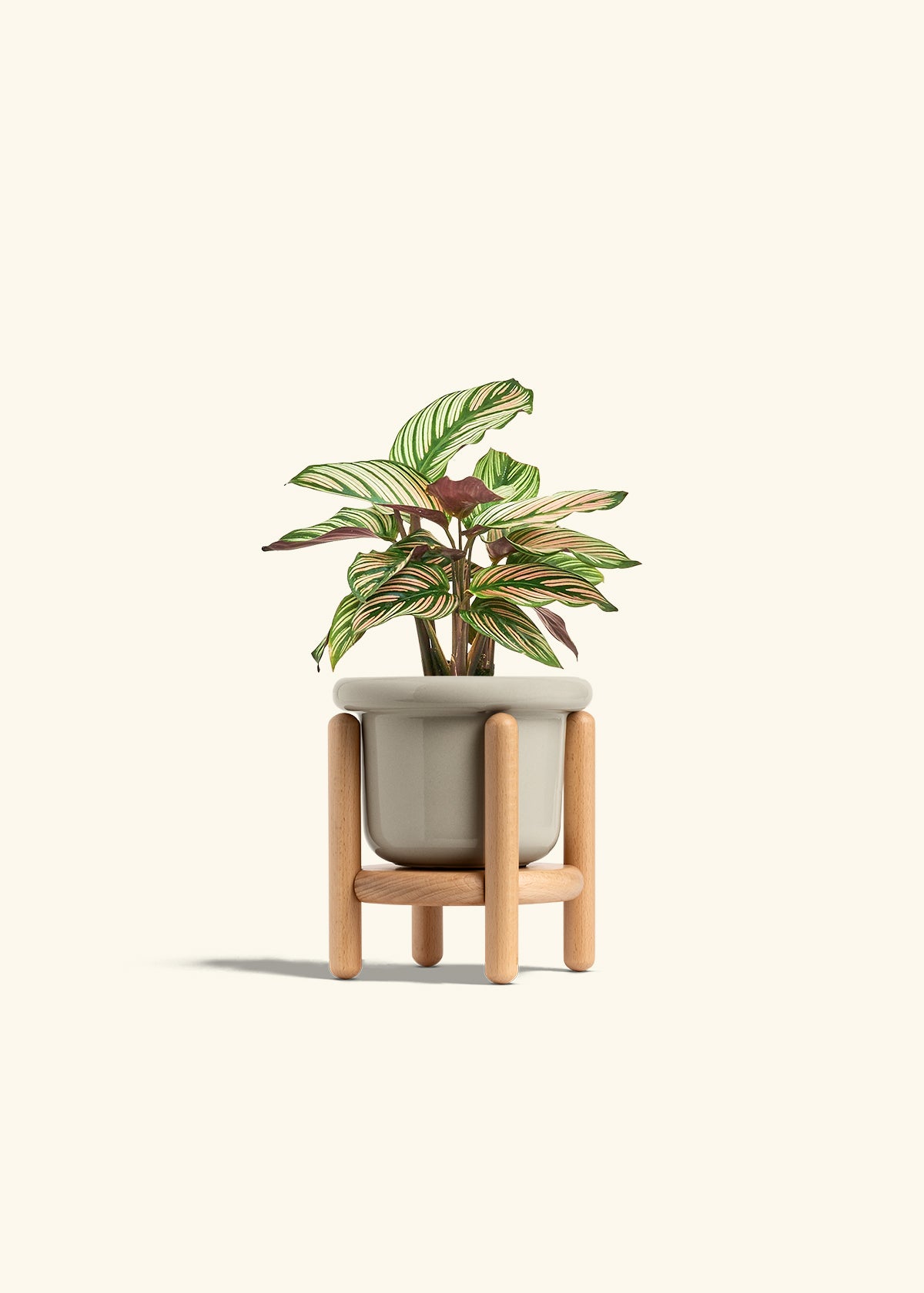 Calathea White Star in a 4 inches Fat Lip Oat Planter in a Beech Wood Stand