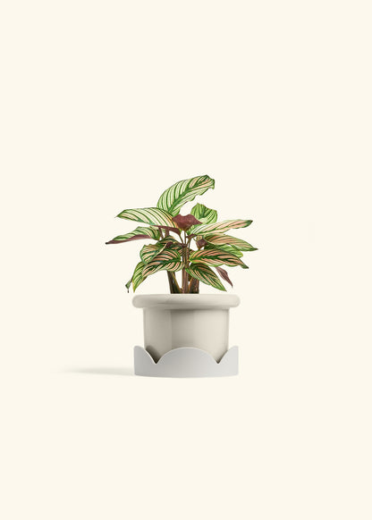 Calathea White Star in a 4 inches Fat Lip Oat Planter in a Oat Petal Drip Tray