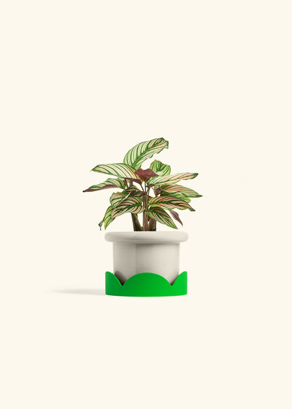 Calathea White Star in a 4 inches Fat Lip Oat Planter in a Shamrock Petal Drip Tray
