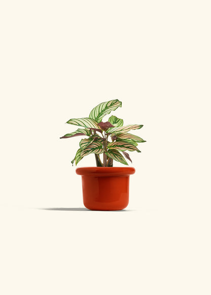 Calathea White Star in a 4 inches Fat Lip Red Planter 