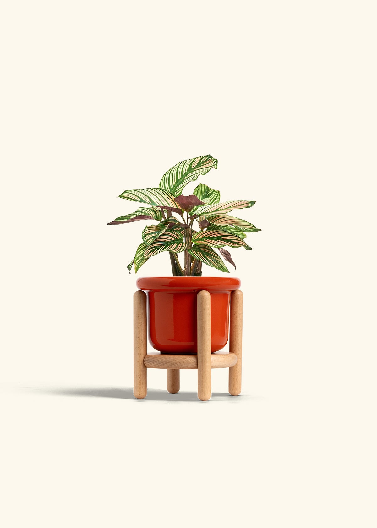 Calathea White Star in a 4 inches Fat Lip Red Planter in a Beech Wood Stand