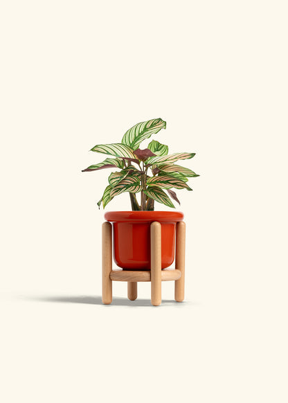 Calathea White Star in a 4 inches Fat Lip Red Planter in a Beech Wood Stand