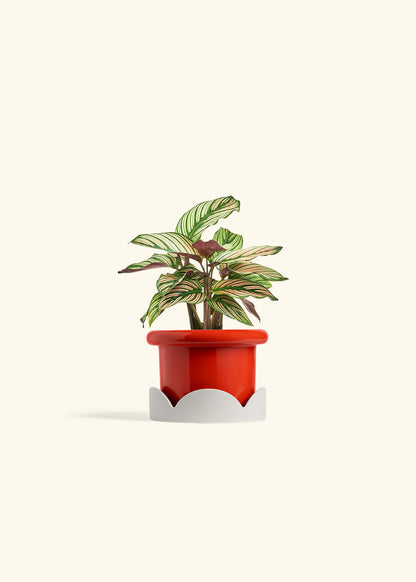 Calathea White Star in a 4 inches Fat Lip Red Planter in a Oat Petal Drip Tray