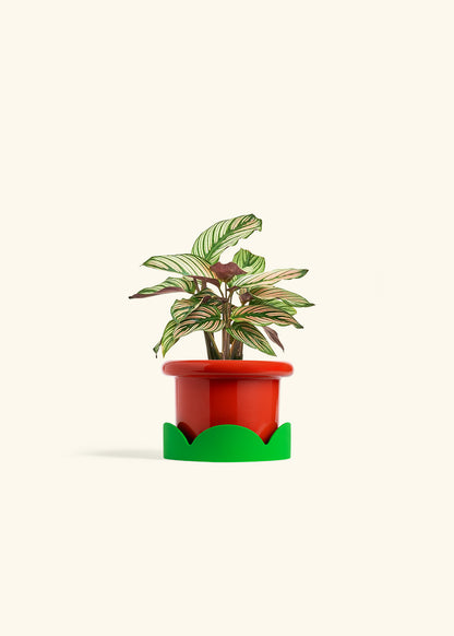 Calathea White Star in a 4 inches Fat Lip Red Planter in a Shamrock Petal Drip Tray