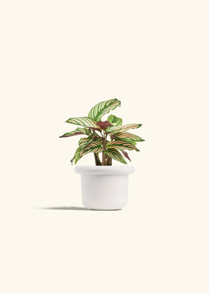 Calathea White Star in a 4 inches Fat Lip White Planter 