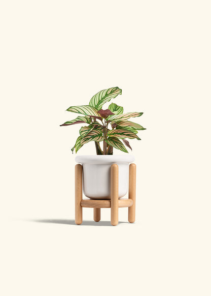 Calathea White Star in a 4 inches Fat Lip White Planter in a Beech Wood Stand