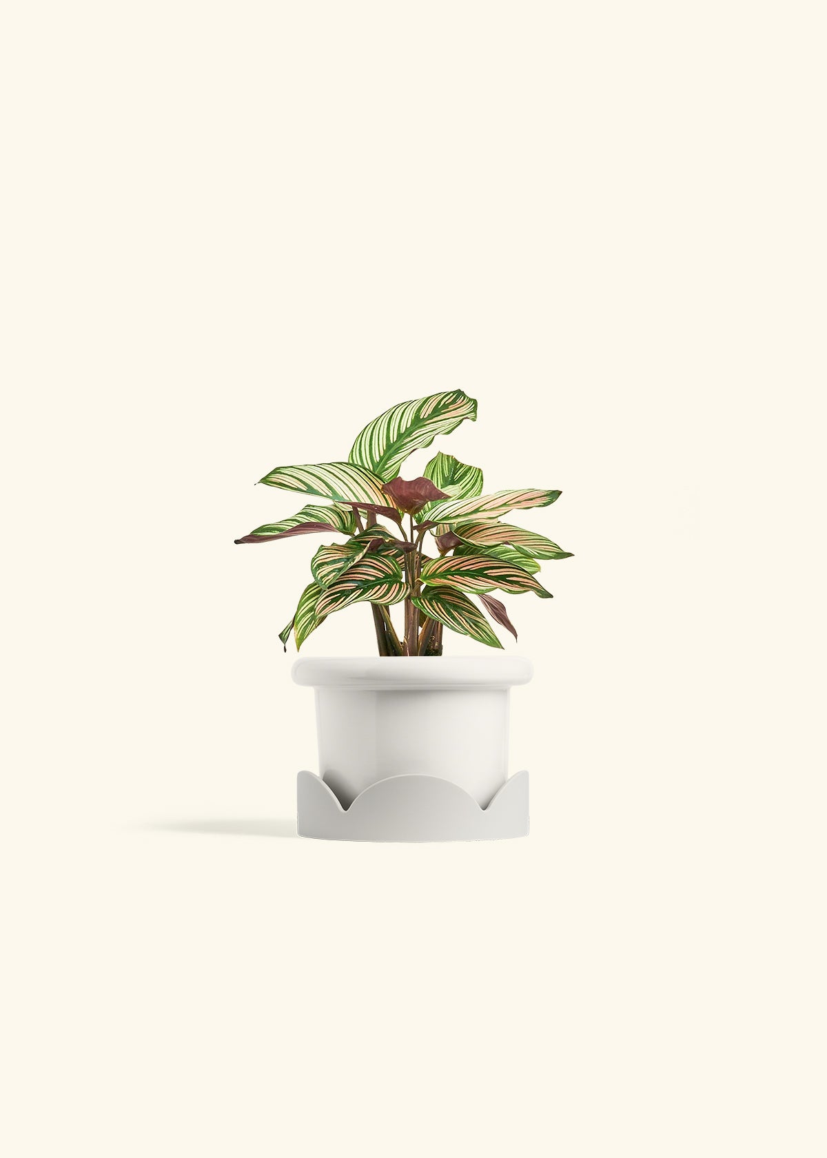 Calathea White Star in a 4 inches Fat Lip White Planter in a Oat Petal Drip Tray