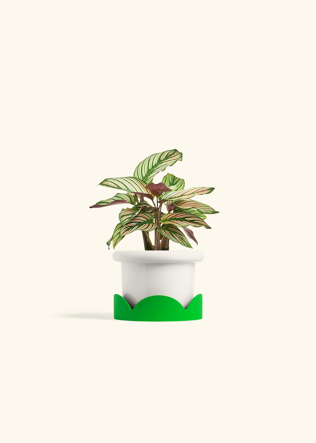 Calathea White Star in a 4 inches Fat Lip White Planter in a Shamrock Petal Drip Tray
