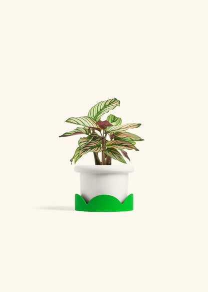 Calathea White Star in a 4 inches Fat Lip White Planter in a Shamrock Petal Drip Tray