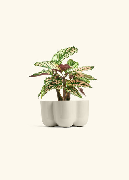 Calathea 'White Star', Small