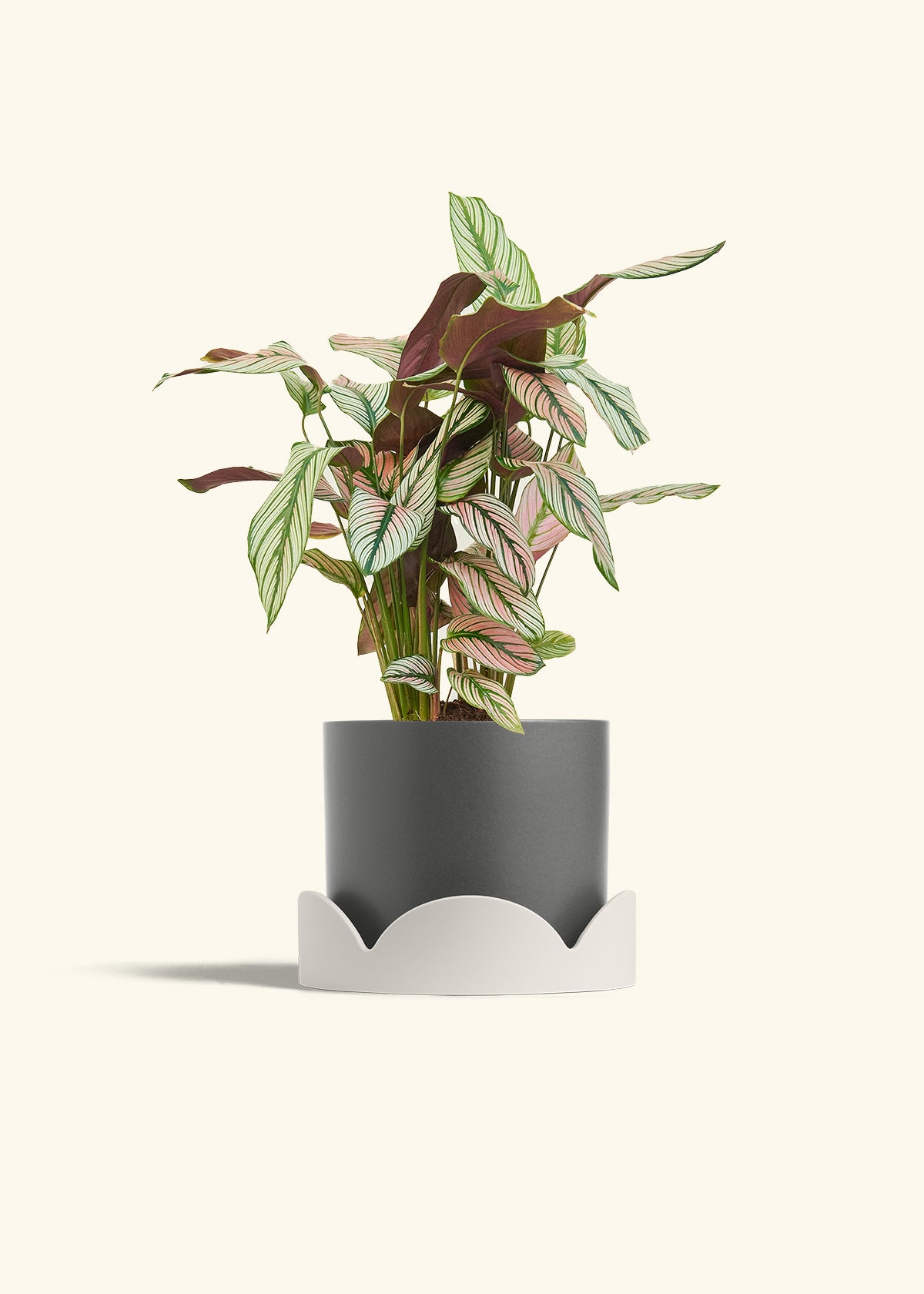 Calathea White Star in a 6 inches Charcoal Classic Cylinder Planter in a Oat Petal Drip Tray