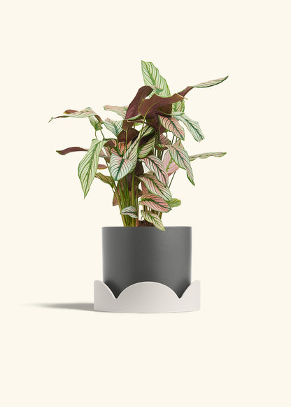 Calathea White Star in a 6 inches Charcoal Classic Cylinder Planter in a Oat Petal Drip Tray
