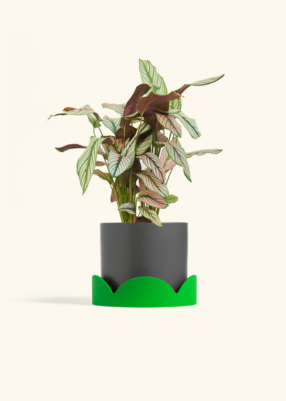 Calathea White Star in a 6 inches Charcoal Classic Cylinder Planter in a Shamrock Petal Drip Tray