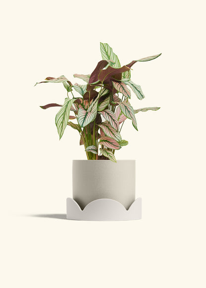 Calathea White Star in a 6 inches Oat Classic Cylinder Planter in a Oat Petal Drip Tray
