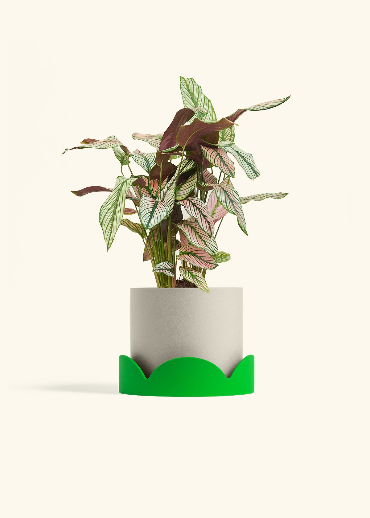 Calathea White Star in a 6 inches Oat Classic Cylinder Planter in a Shamrock Petal Drip Tray
