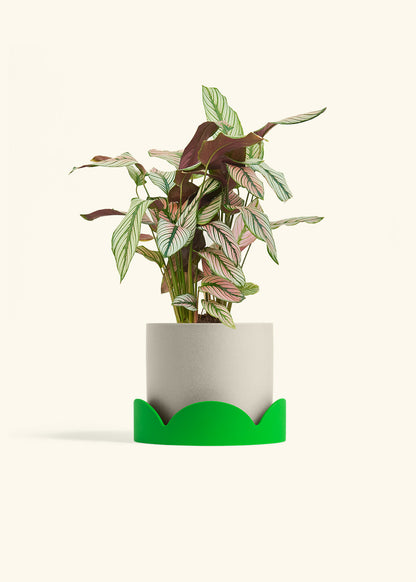 Calathea White Star in a 6 inches Oat Classic Cylinder Planter in a Shamrock Petal Drip Tray