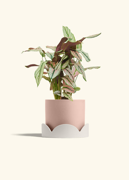 Calathea White Star in a 6 inches Pink Classic Cylinder Planter in a Oat Petal Drip Tray
