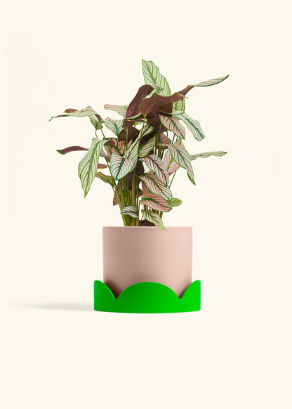 Calathea White Star in a 6 inches Pink Classic Cylinder Planter in a Shamrock Petal Drip Tray