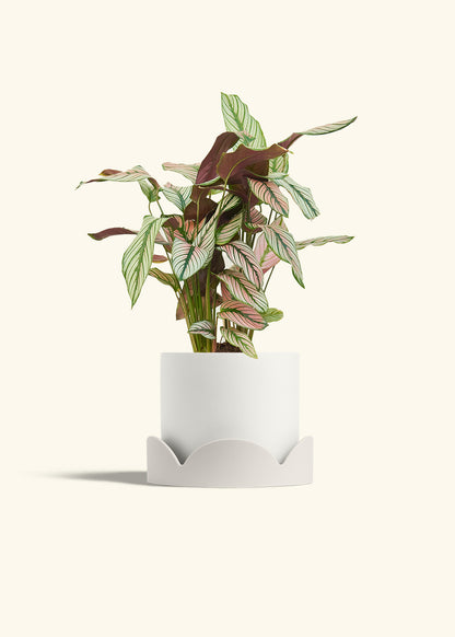 Calathea White Star in a 6 inches White Classic Cylinder Planter in a Oat Petal Drip Tray