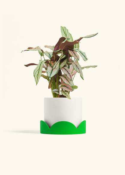 Calathea White Star in a 6 inches White Classic Cylinder Planter in a Shamrock Petal Drip Tray