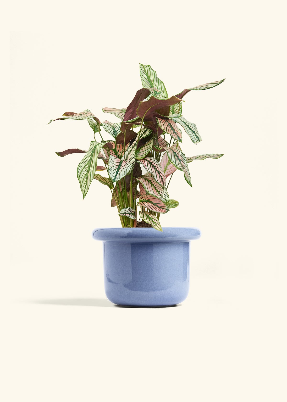 Calathea White Star in a 6 inches Fat Lip Blue Planter 