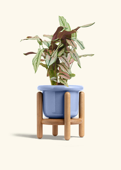 Calathea White Star in a 6 inches Fat Lip Blue Planter in a Beech Wood Stand