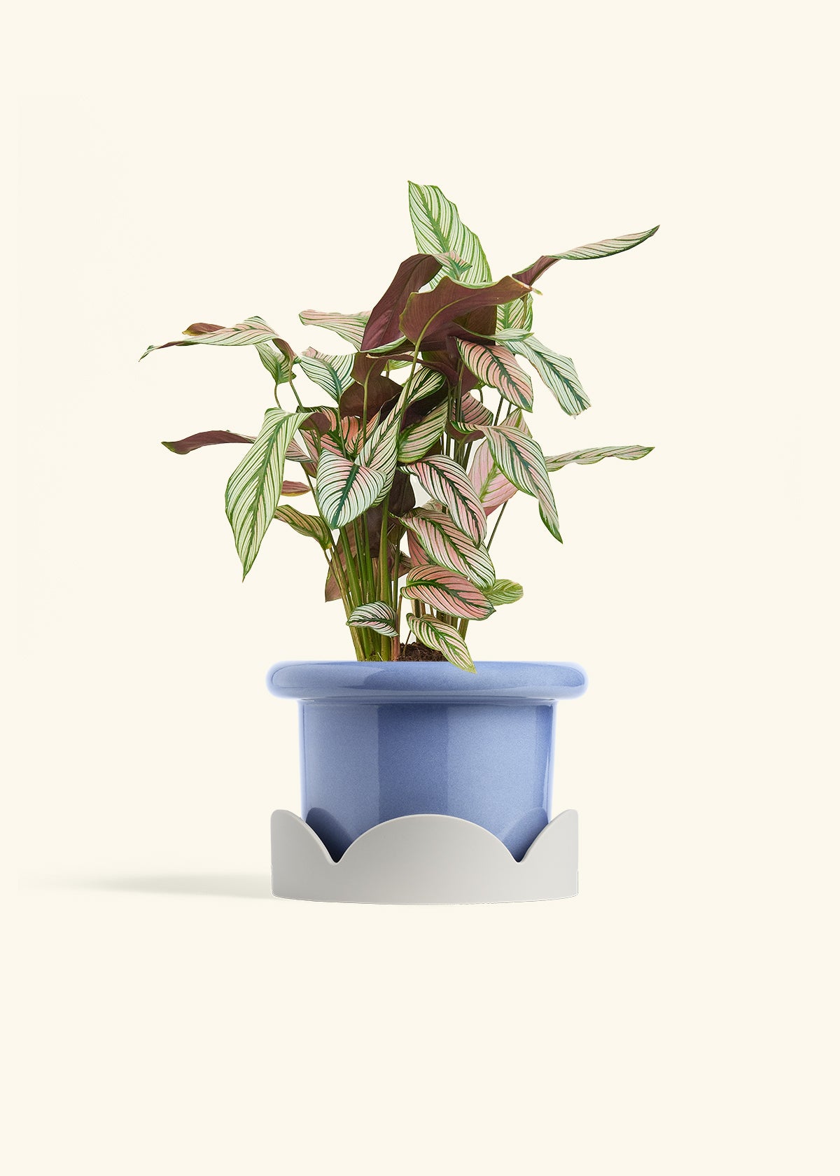 Calathea White Star in a 6 inches Fat Lip Blue Planter in a Oat Petal Drip Tray