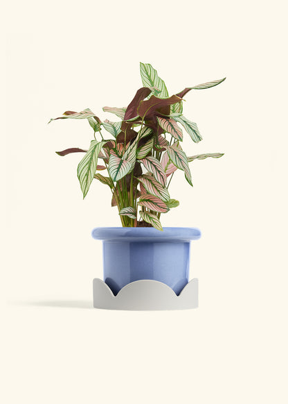 Calathea White Star in a 6 inches Fat Lip Blue Planter in a Oat Petal Drip Tray