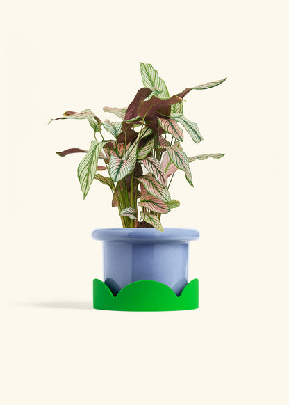 Calathea White Star in a 6 inches Fat Lip Blue Planter in a Shamrock Petal Drip Tray