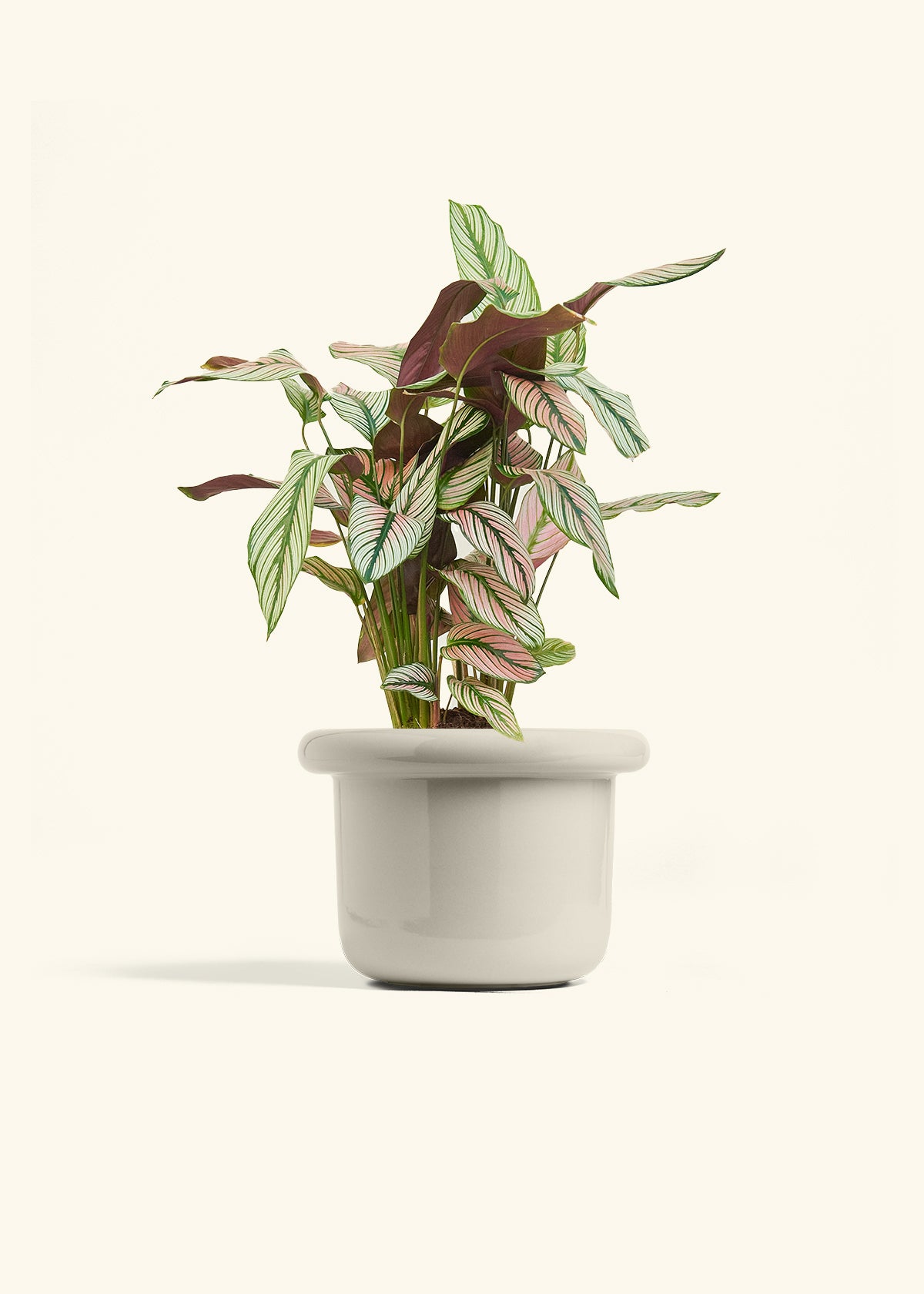 Calathea White Star in a 6 inches Fat Lip Oat Planter 