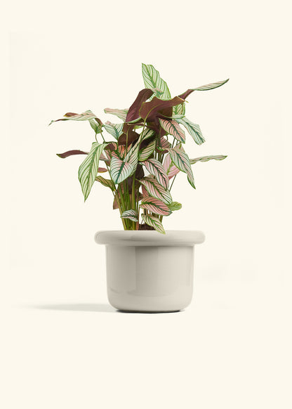 Calathea White Star in a 6 inches Fat Lip Oat Planter 