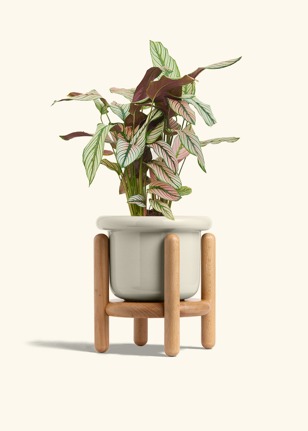 Calathea White Star in a 6 inches Fat Lip Oat Planter in a Beech Wood Stand
